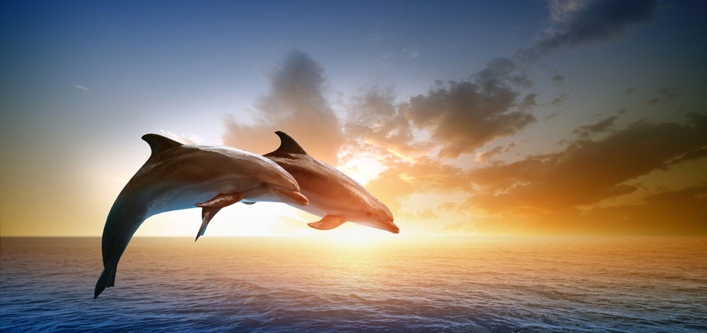 dolphins dolphins